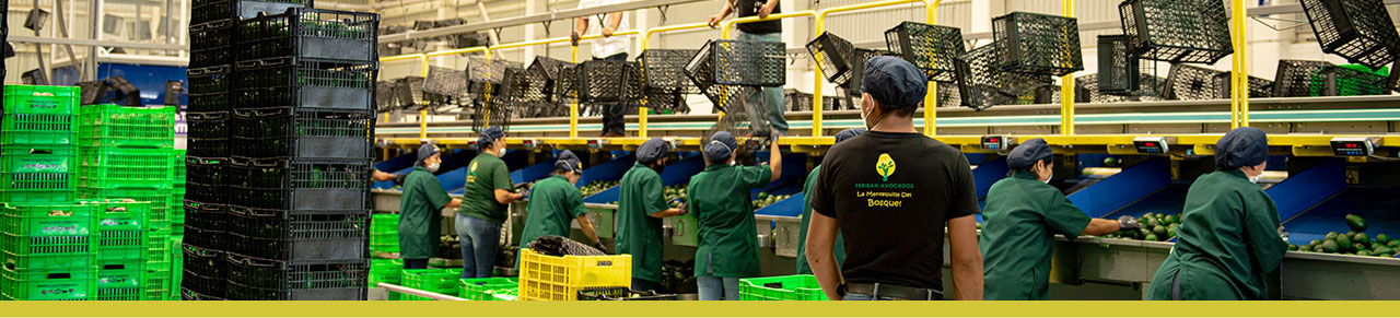 Periban Avocados Empresa familiar orgullosamente mexicana