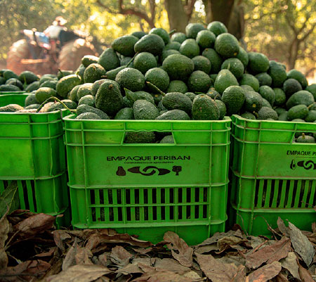 Periban Avocados