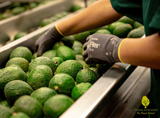 Periban Avocados