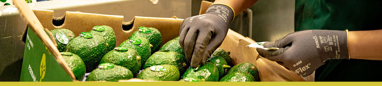 Periban Avocados Empresa familiar orgullosamente mexicana