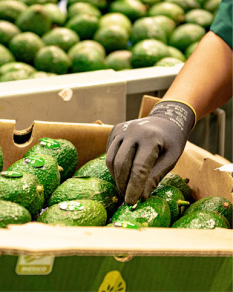 Periban Avocados